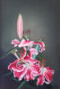 "RDEA LILIJA" - olje/platno - 60/40 cm - 2009